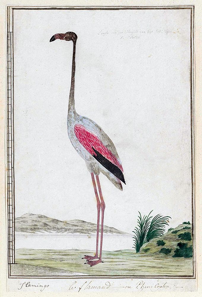 Flamingo art print by Robert James Gordon for $57.95 CAD