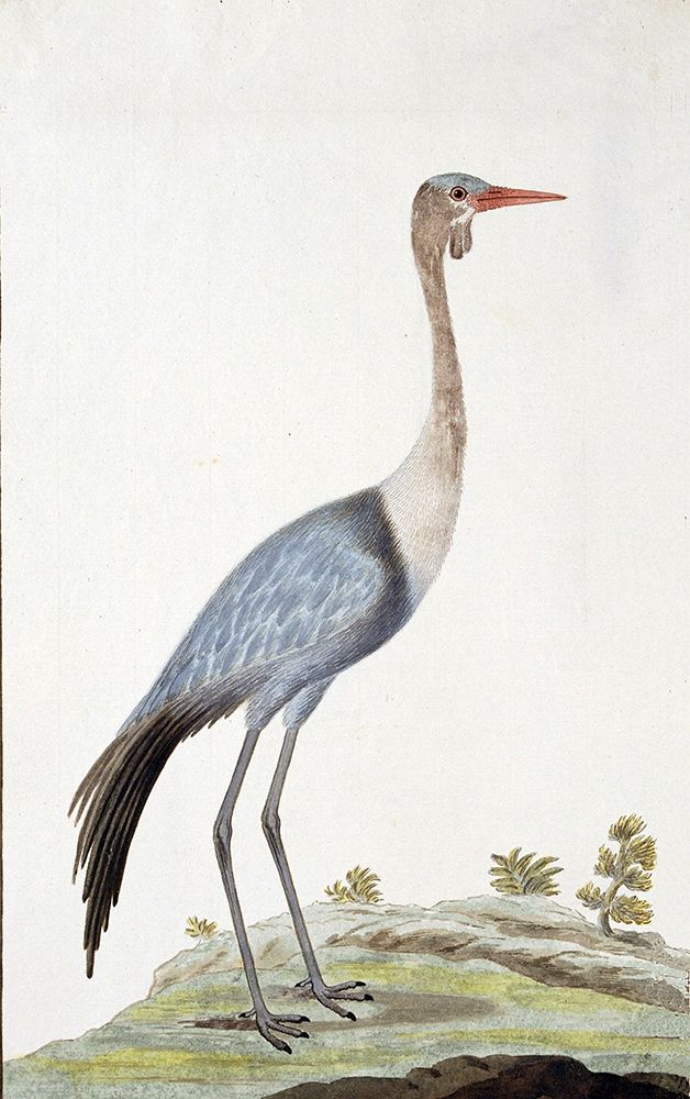 Crane art print by Robert James Gordon for $57.95 CAD