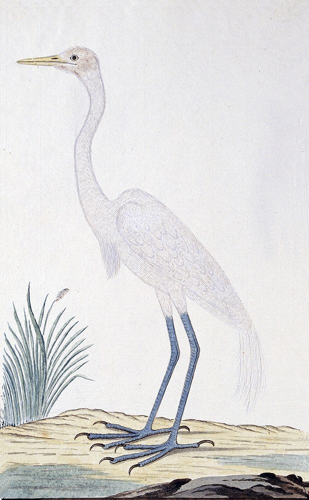 Egret art print by Robert James Gordon for $57.95 CAD