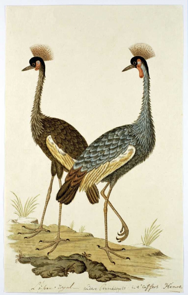 Royal Birds art print by Robert J. Gordon for $57.95 CAD