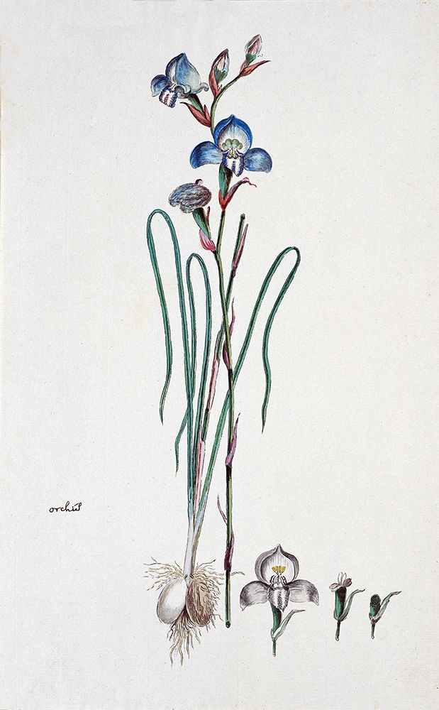 Orchid art print by Robert J. Gordon for $57.95 CAD
