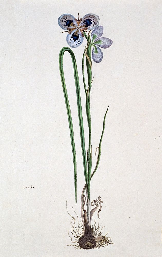 Iris art print by Robert J. Gordon for $57.95 CAD