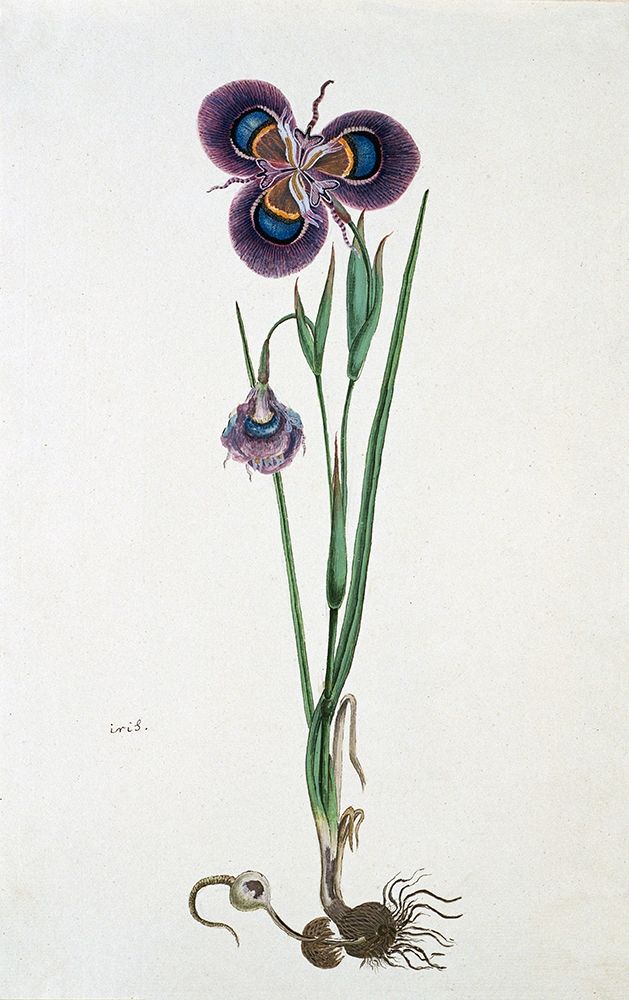 Iris art print by Robert J. Gordon for $57.95 CAD