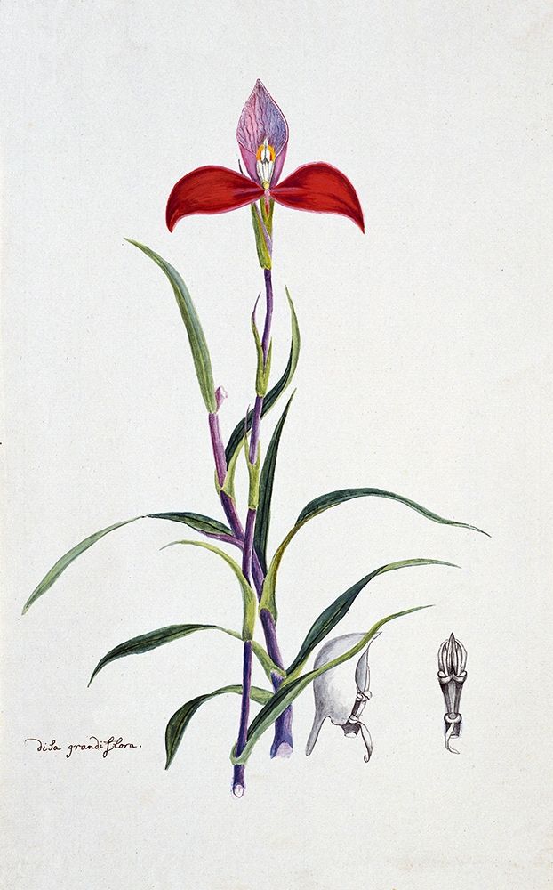 Orchid art print by Robert J. Gordon for $57.95 CAD