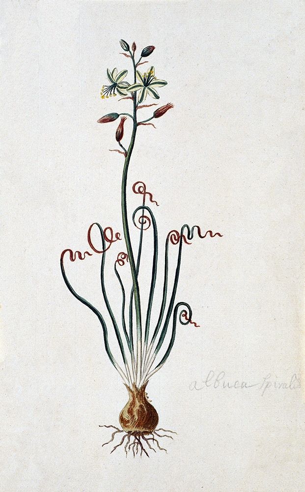 Corkscrew Albuca art print by Robert J. Gordon for $57.95 CAD