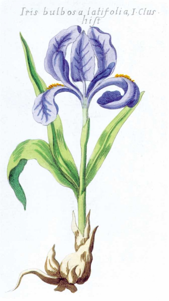 Iris Bulbosa Latifolia art print by Robert Morison for $57.95 CAD
