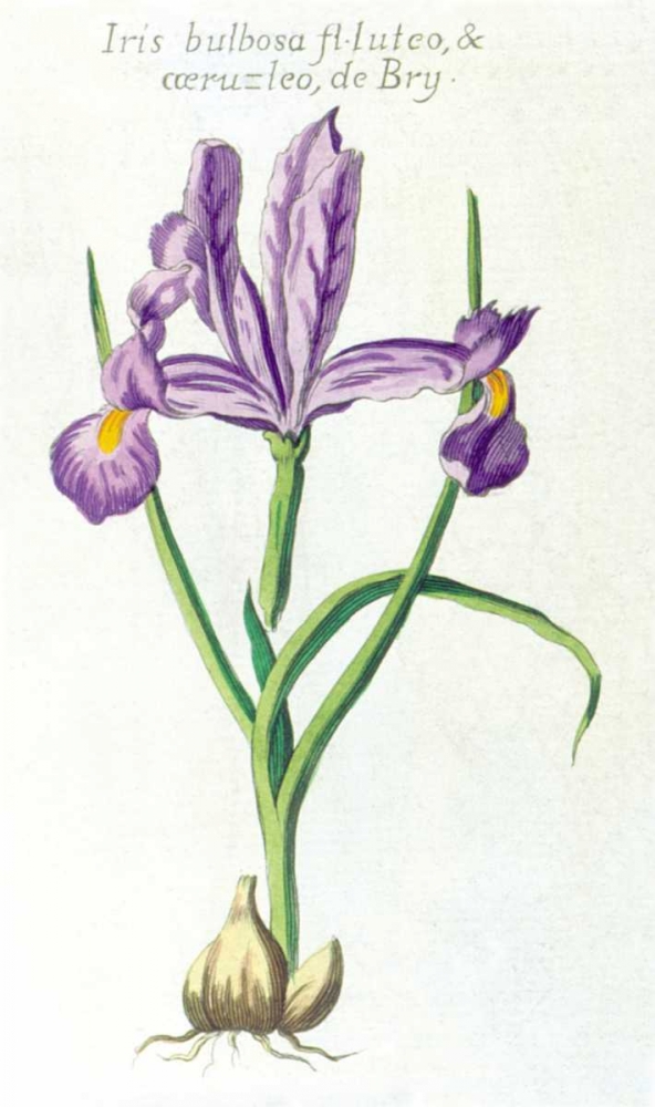 Iris Bulbosa Luteo art print by Robert Morison for $57.95 CAD
