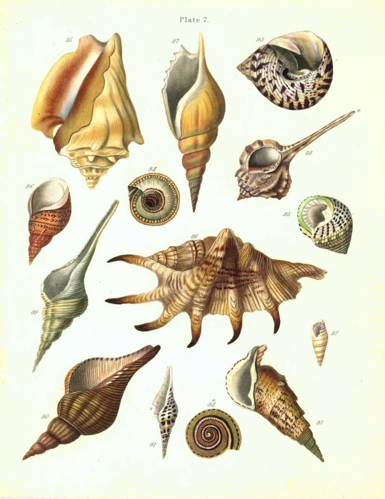 Shells, Plate 7 art print by Samuel Brookes for $57.95 CAD
