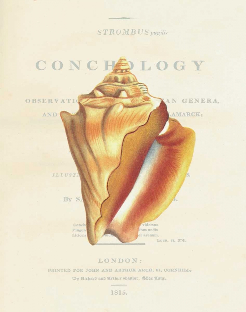 Shell, Strombus Pugilis art print by Samuel Brookes for $57.95 CAD