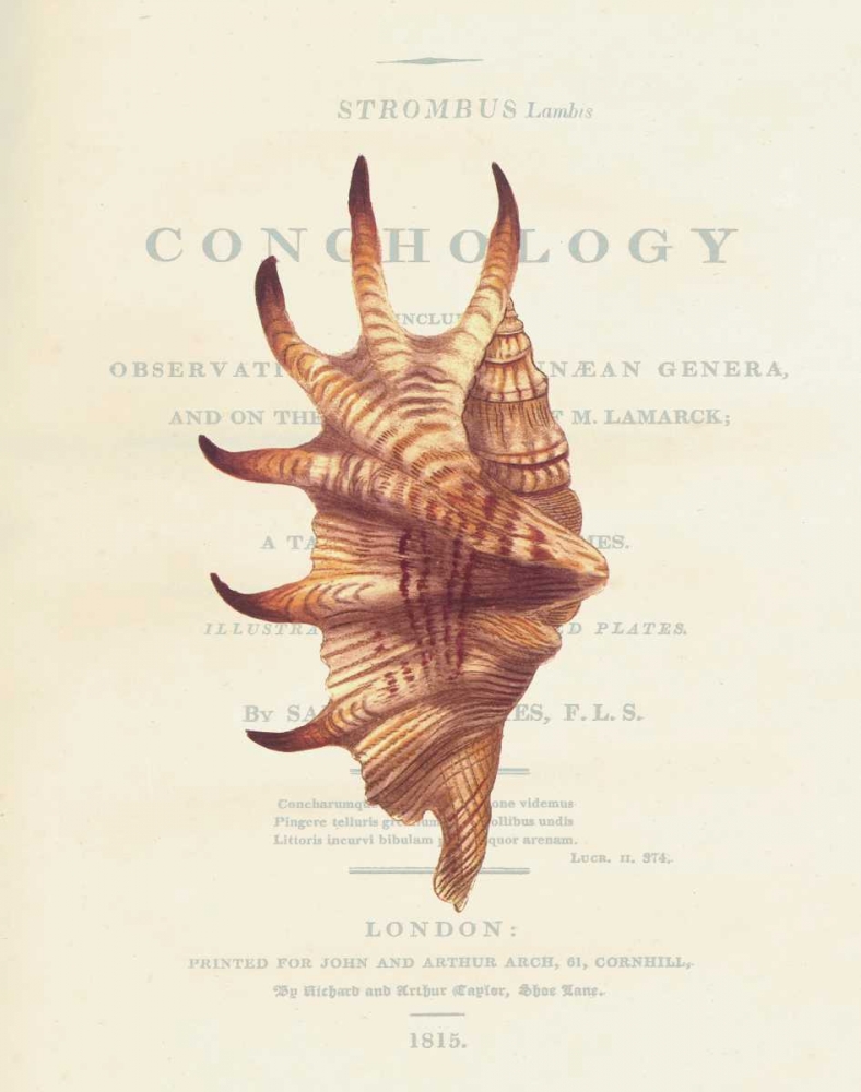 Shell, Strombus Lambis art print by Samuel Brookes for $57.95 CAD