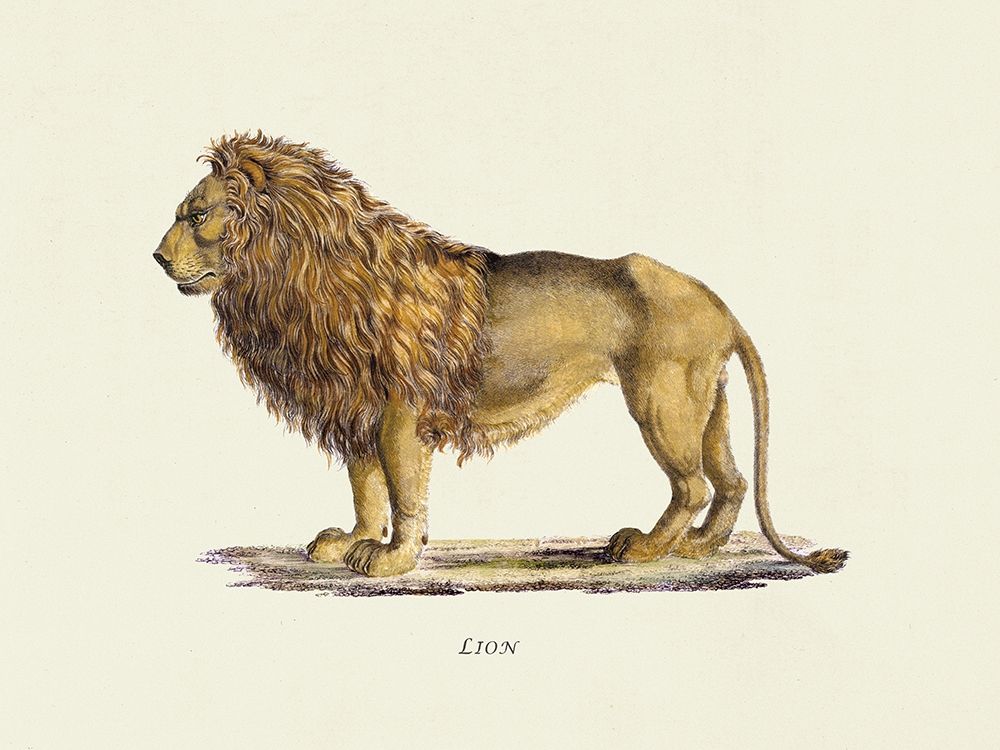 Lion art print by Heinrich Rudolf Schinz for $57.95 CAD