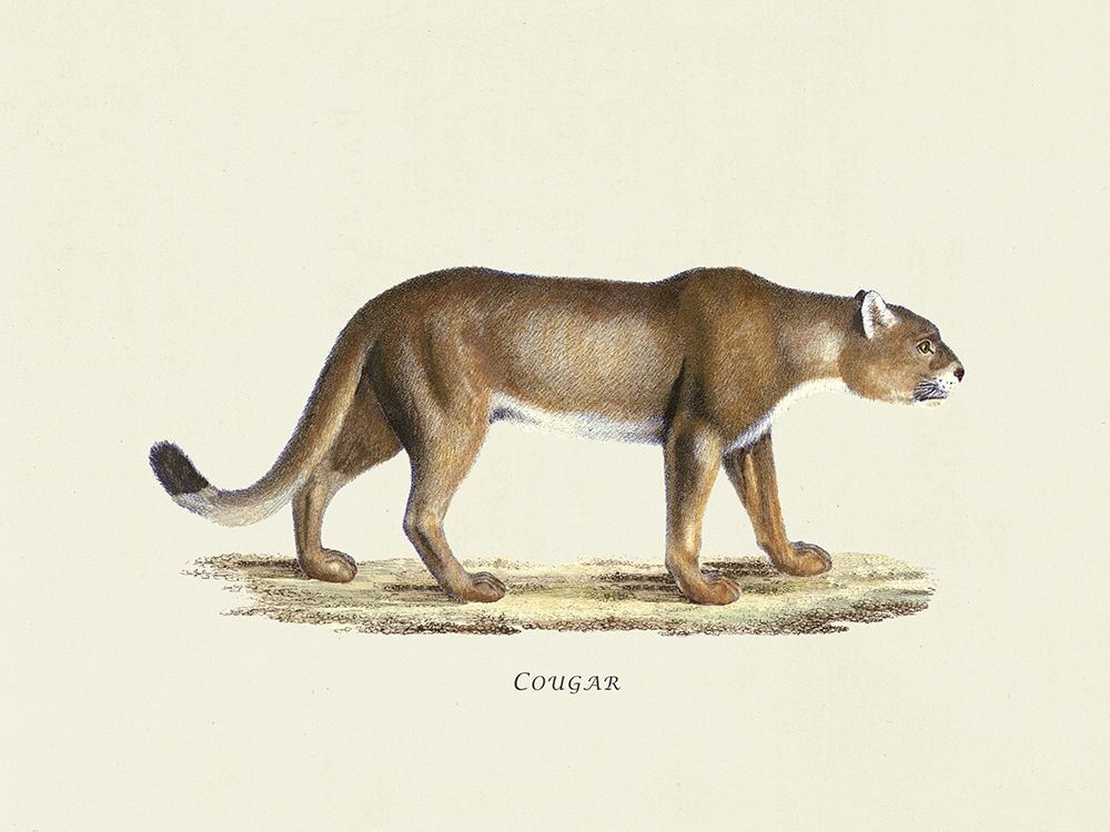 Cougar art print by Heinrich Rudolf Schinz for $57.95 CAD