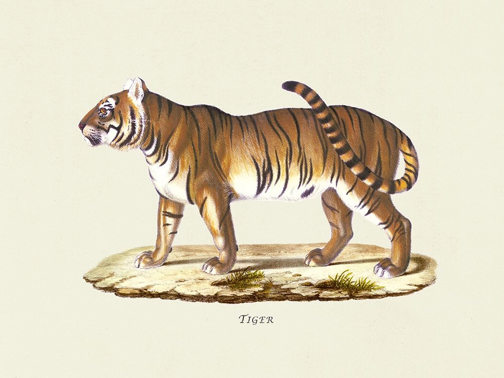Tiger art print by Heinrich Rudolf Schinz for $57.95 CAD
