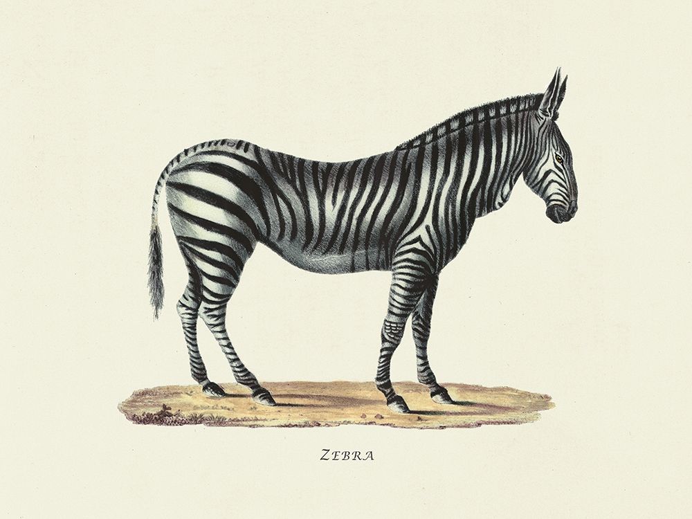 Zebra art print by Heinrich Rudolf Schinz for $57.95 CAD
