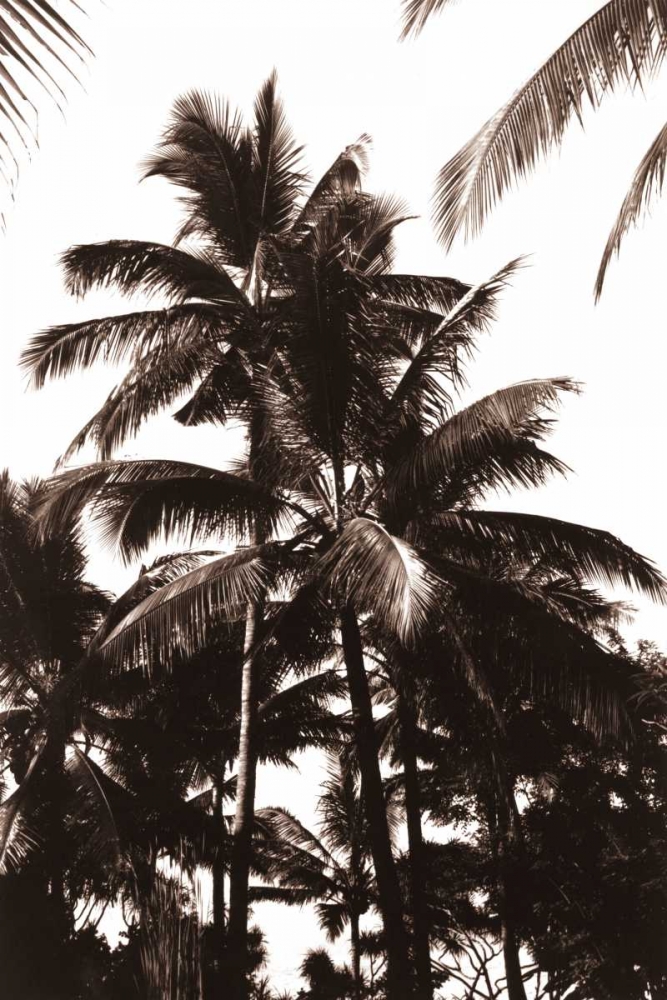 Coconut Palm, Bali art print by Cyril Blue for $57.95 CAD