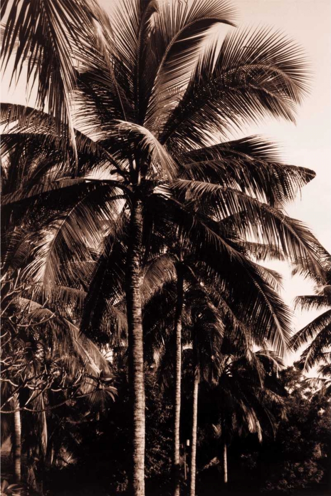 Coconut Palm, Bali art print by Cyril Blue for $57.95 CAD