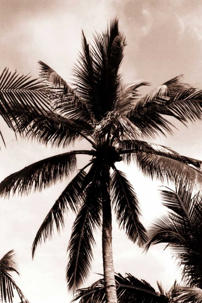 Coconut Palm, Bali art print by Cyril Blue for $57.95 CAD
