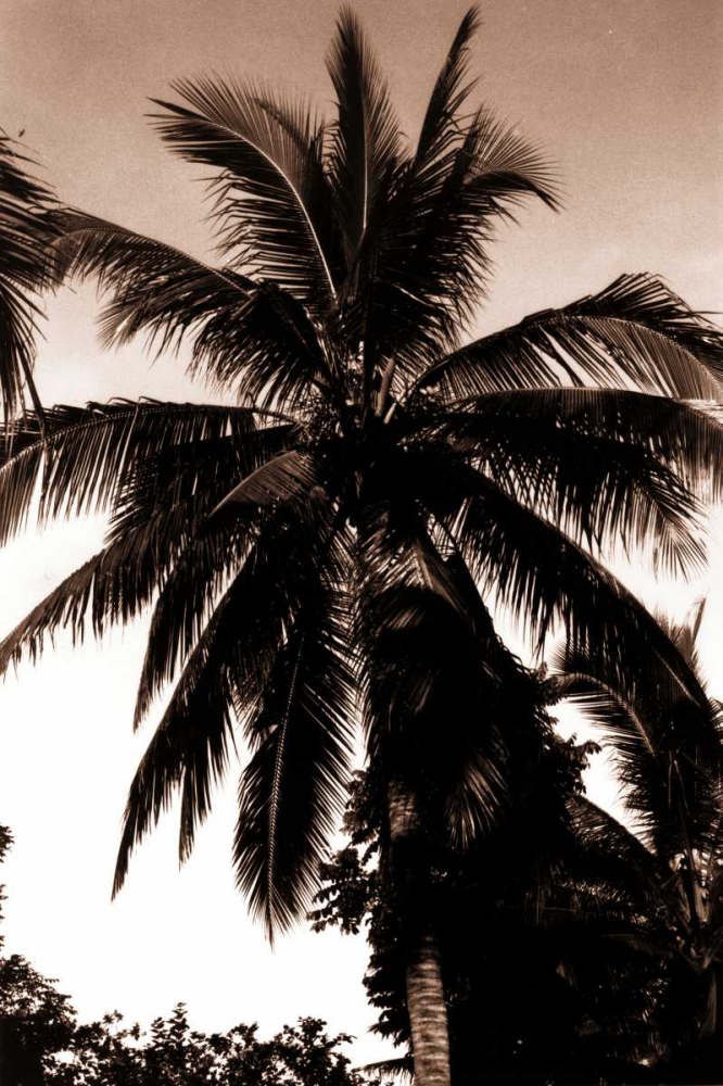 Coconut Palm, Bali art print by Cyril Blue for $57.95 CAD
