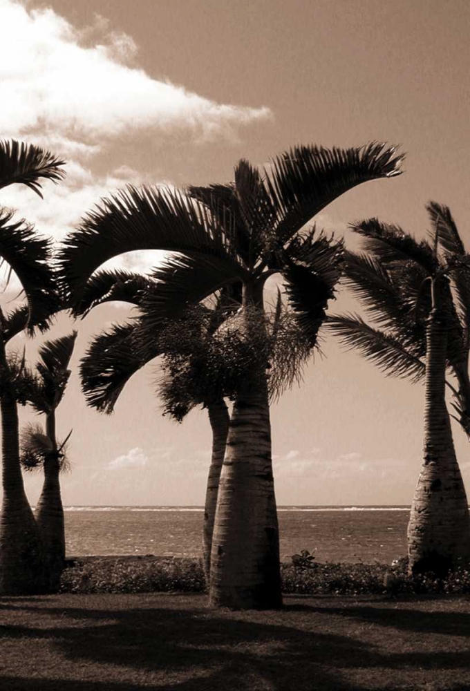 Date Palm, Mauritius art print by Cyril Blue for $57.95 CAD