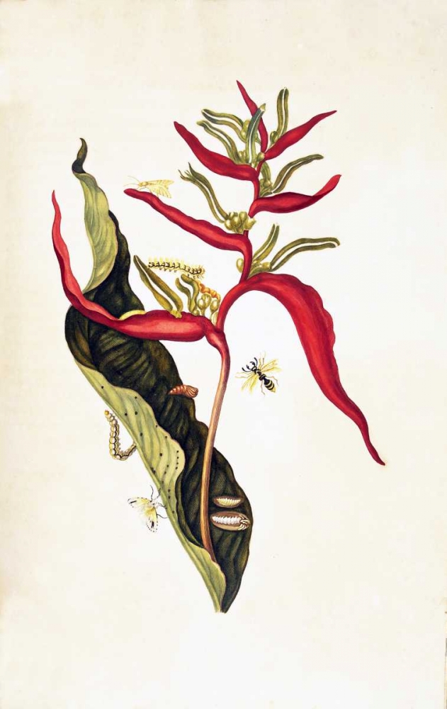 Tropical flower, plate 14 art print by Sybilla Merian for $57.95 CAD