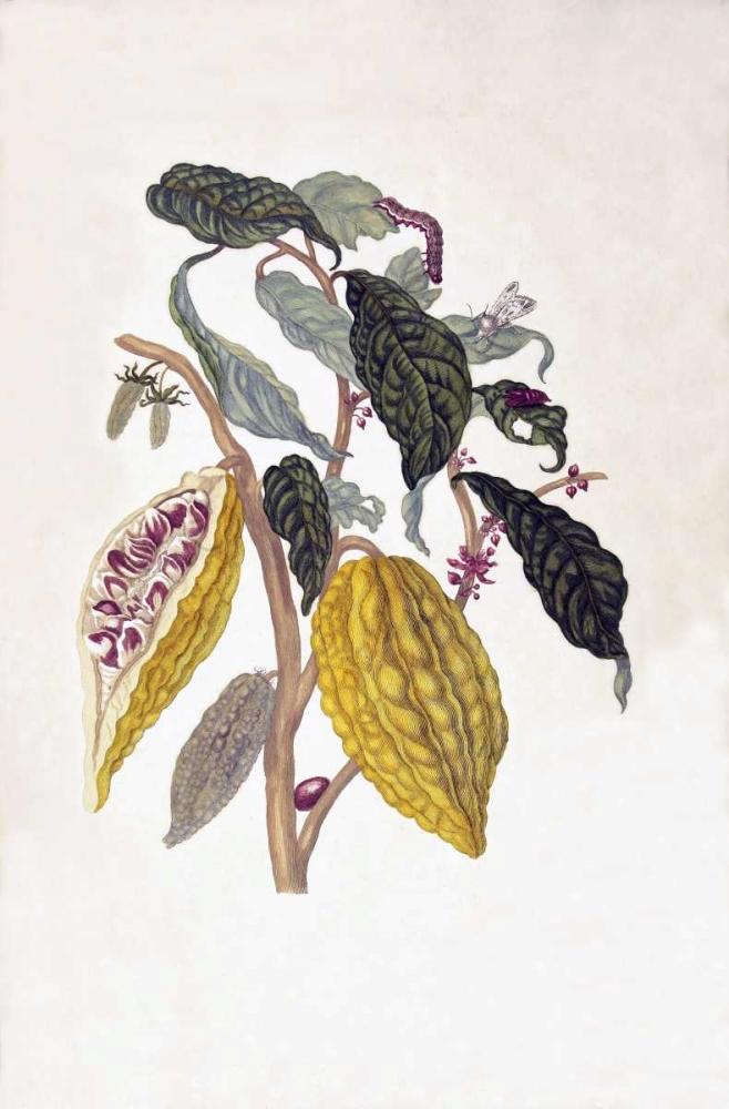 Tropical fruit,Caterpillar,  plate 26 art print by Sybilla Merian for $57.95 CAD