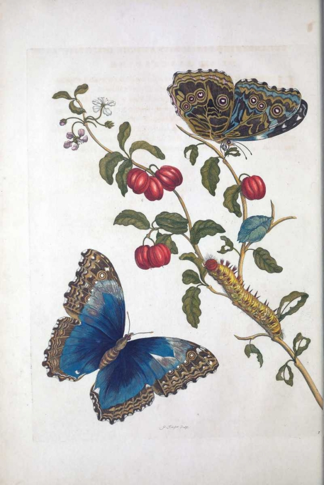 Tropical fruit,Butterflies, plate 2 art print by Sybilla Merian for $57.95 CAD