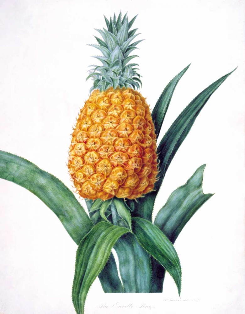 The Enville Pineappe art print by William Hooker for $57.95 CAD