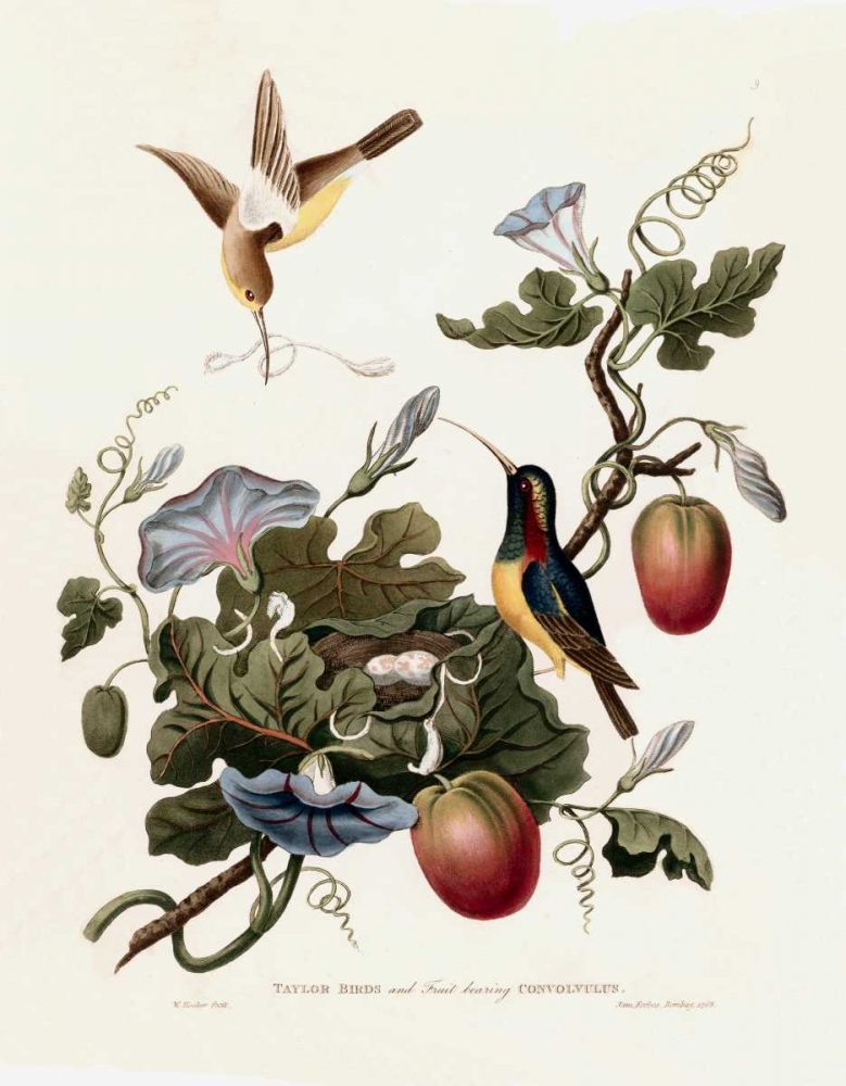 Taylor Birds art print by William Hooker for $57.95 CAD