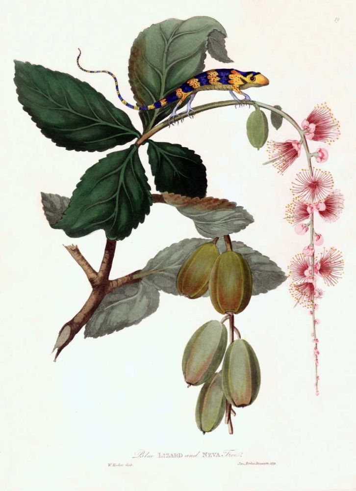Lizard on Flower art print by William Hooker for $57.95 CAD