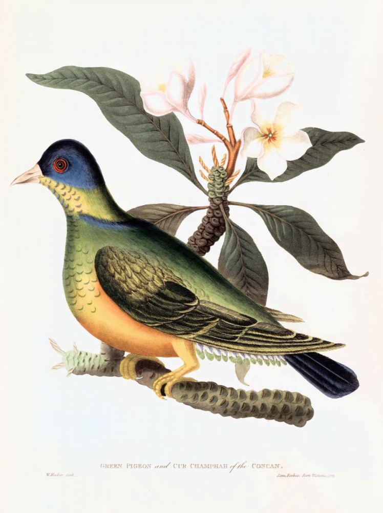 Green Pigeon art print by William Hooker for $57.95 CAD