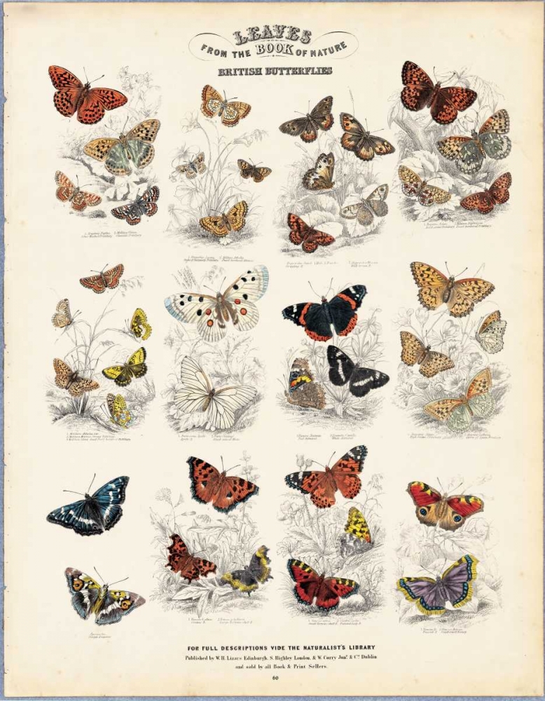 British Butterflies art print by WH Lizars for $57.95 CAD