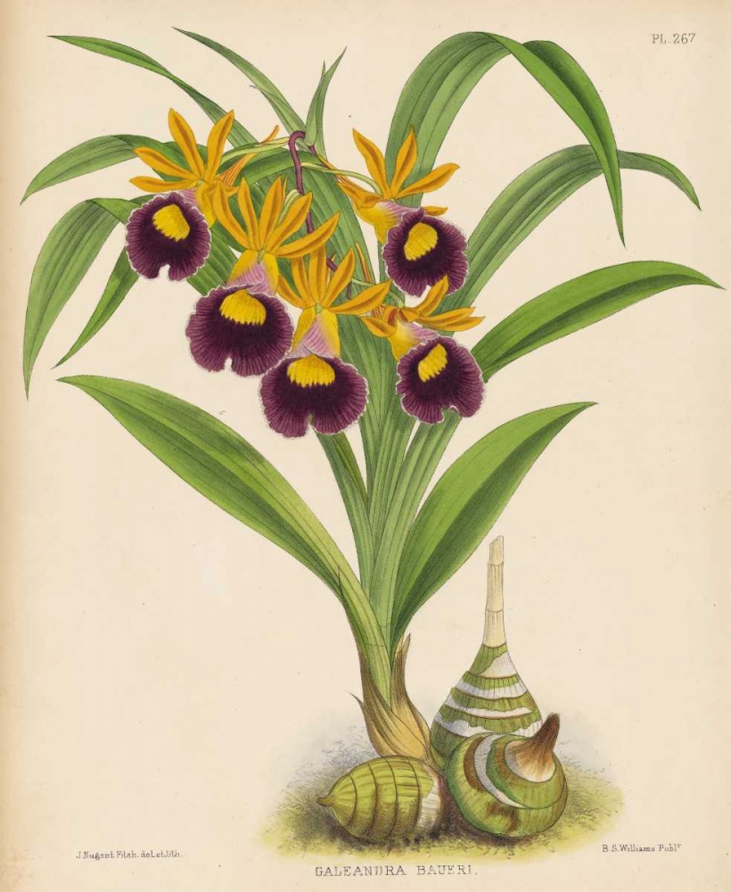 Orchid art print by Walter, Joseph Fitch for $57.95 CAD