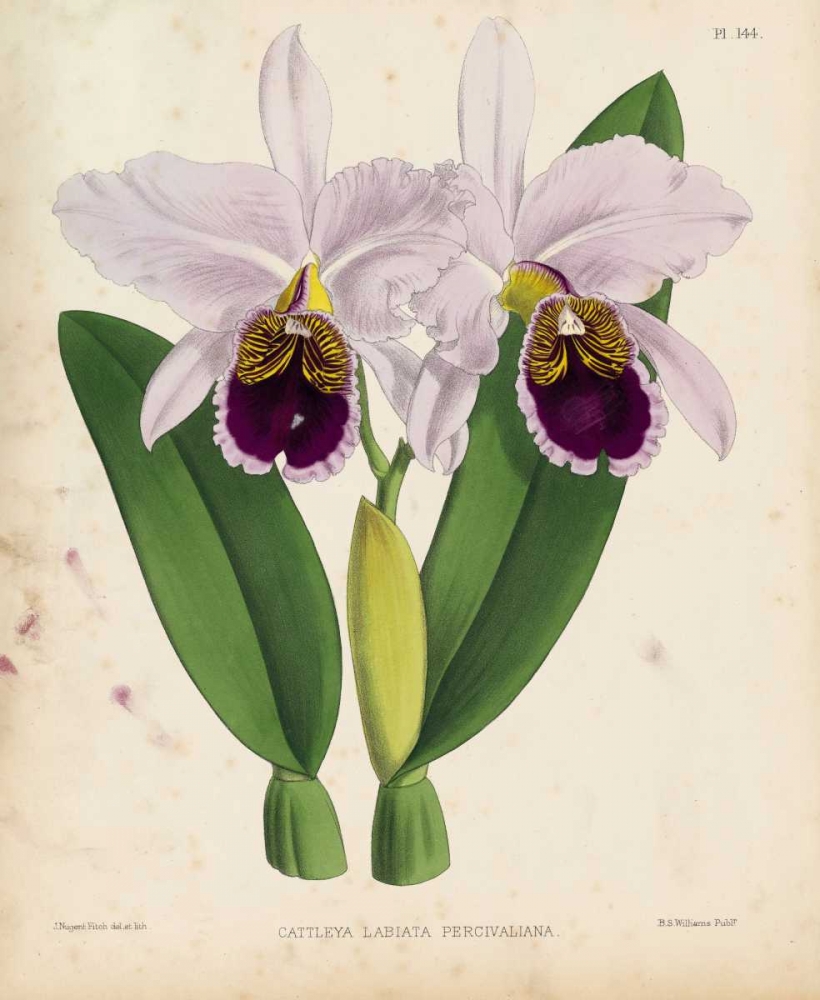 Orchid art print by Walter, Joseph Fitch for $57.95 CAD