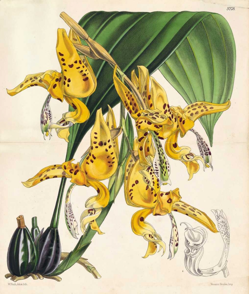 Orchid art print by Walter, Joseph Fitch for $57.95 CAD