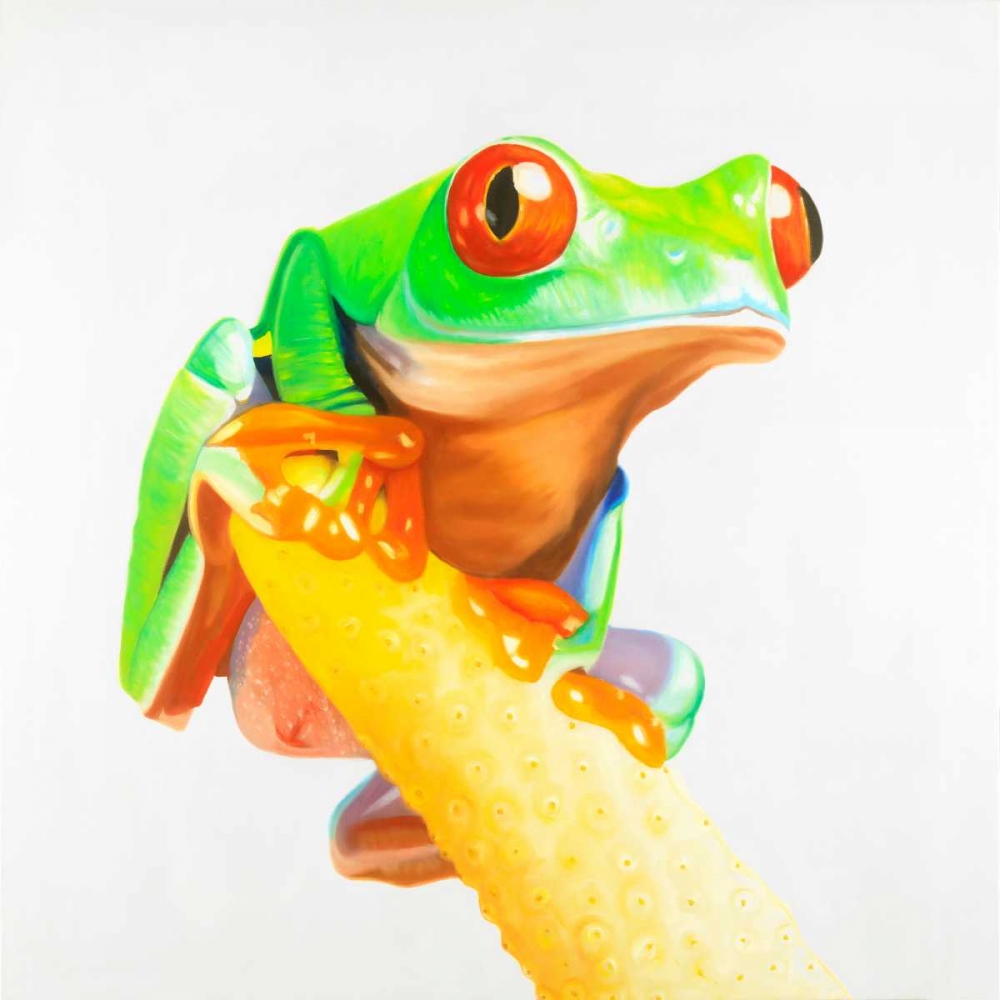 Curious Red-eyed Frog art print by Atelier B Art Studio for $57.95 CAD