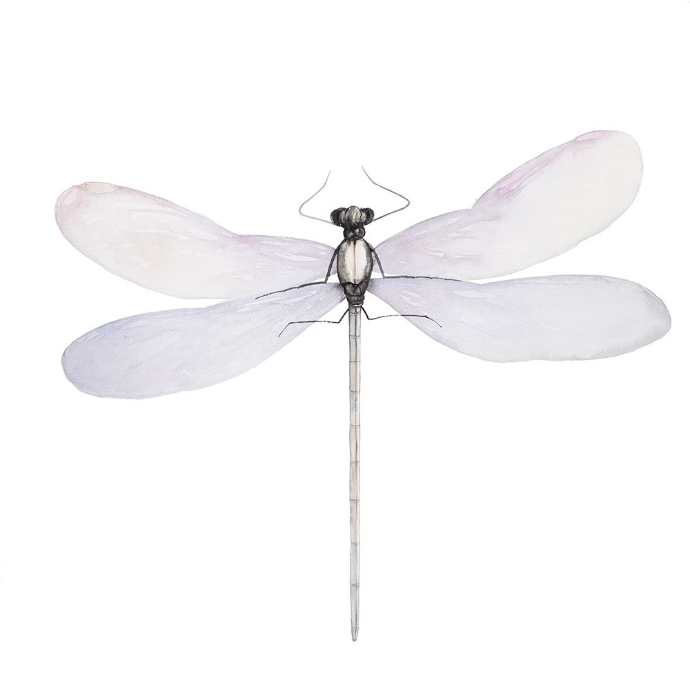 DELICATE DRAGONFLY art print by Atelier B Art Studio for $57.95 CAD