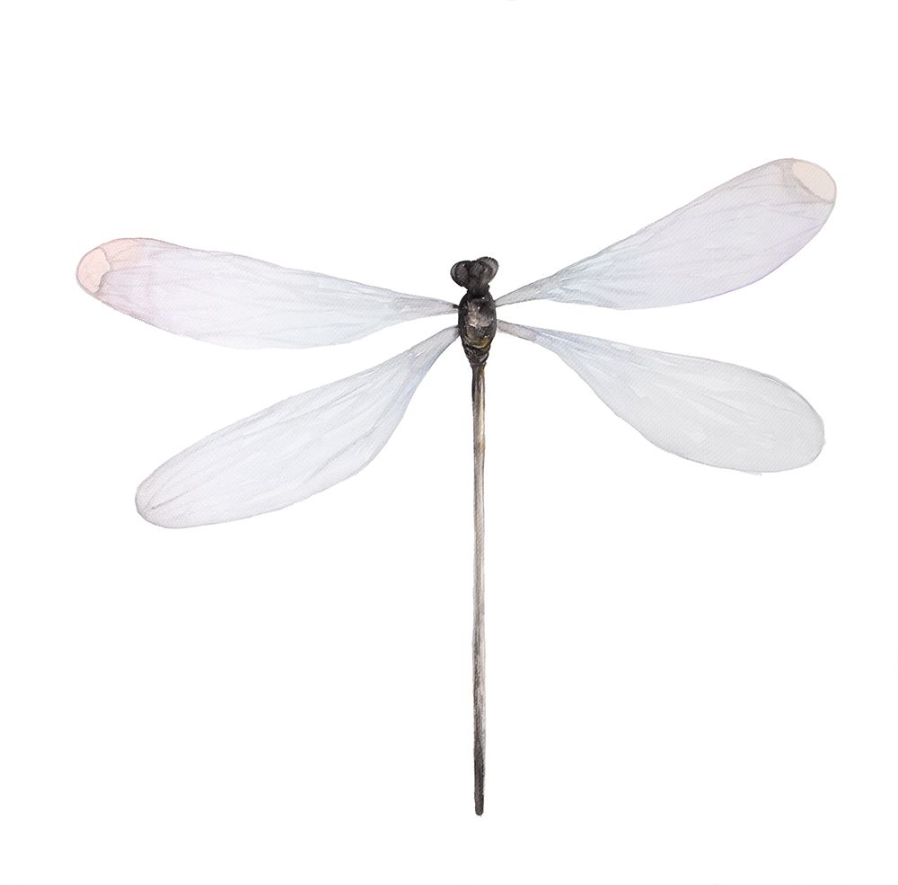 MINIMALIST DRAGONFLY art print by Atelier B Art Studio for $57.95 CAD