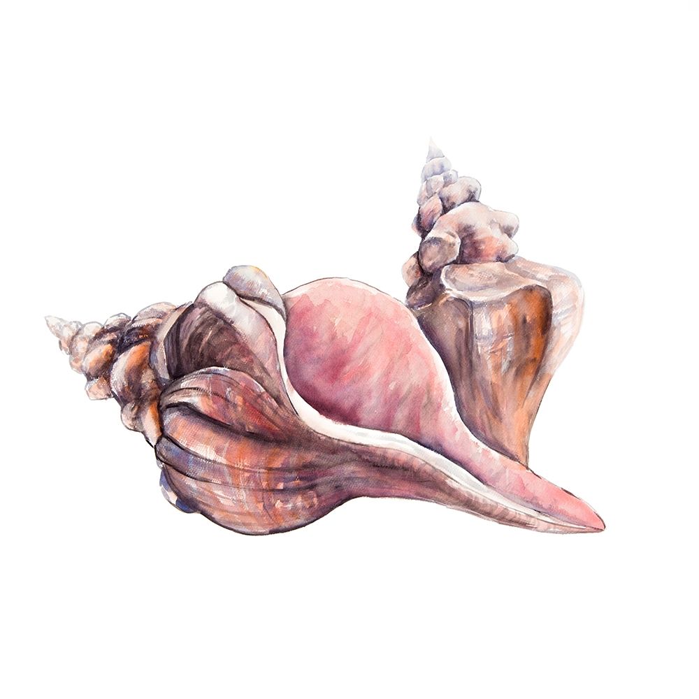 HORSE CONCH SEASHELLS art print by Atelier B Art Studio for $57.95 CAD