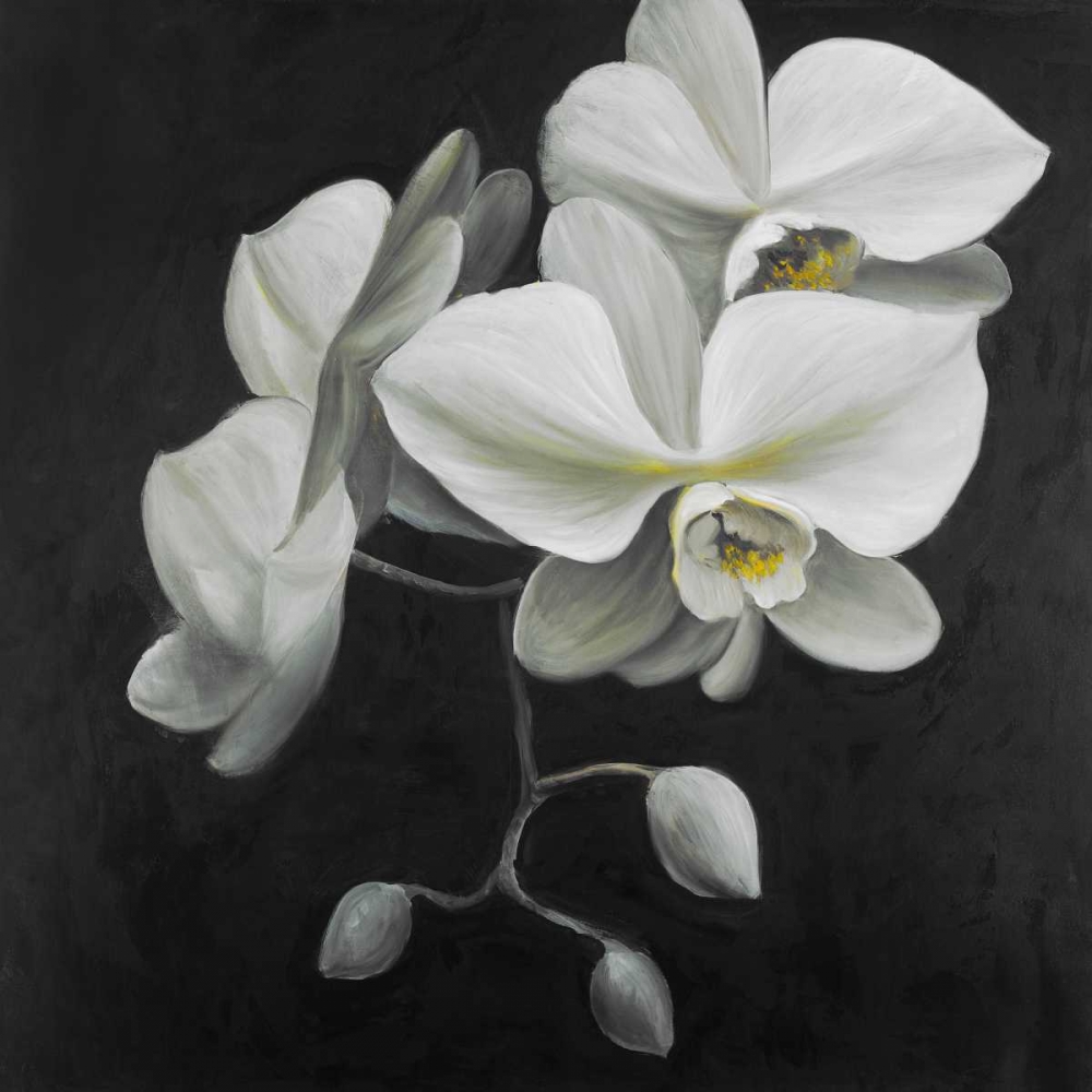 White Orchids art print by Atelier B Art Studio for $57.95 CAD