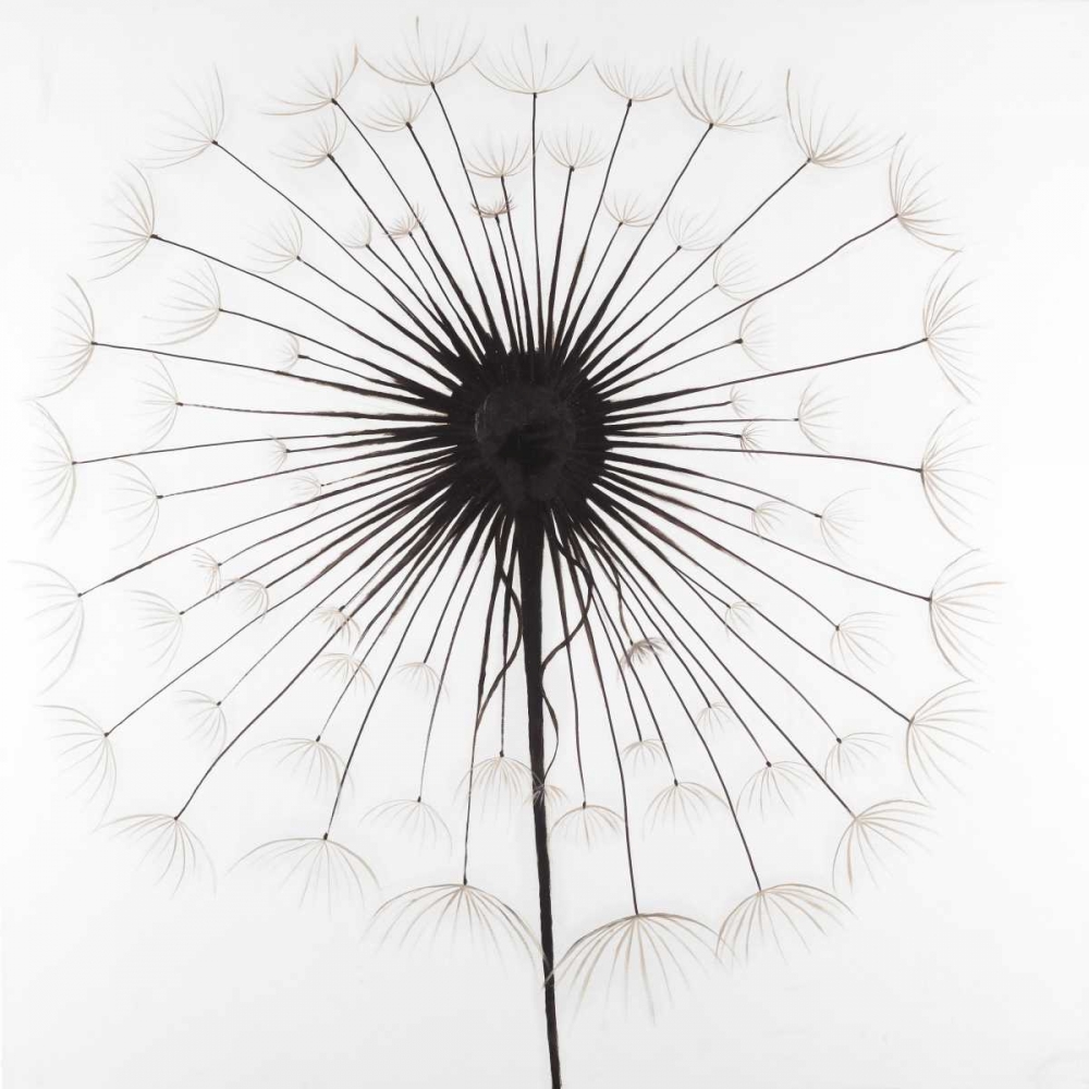 Dandelion art print by Atelier B Art Studio for $57.95 CAD