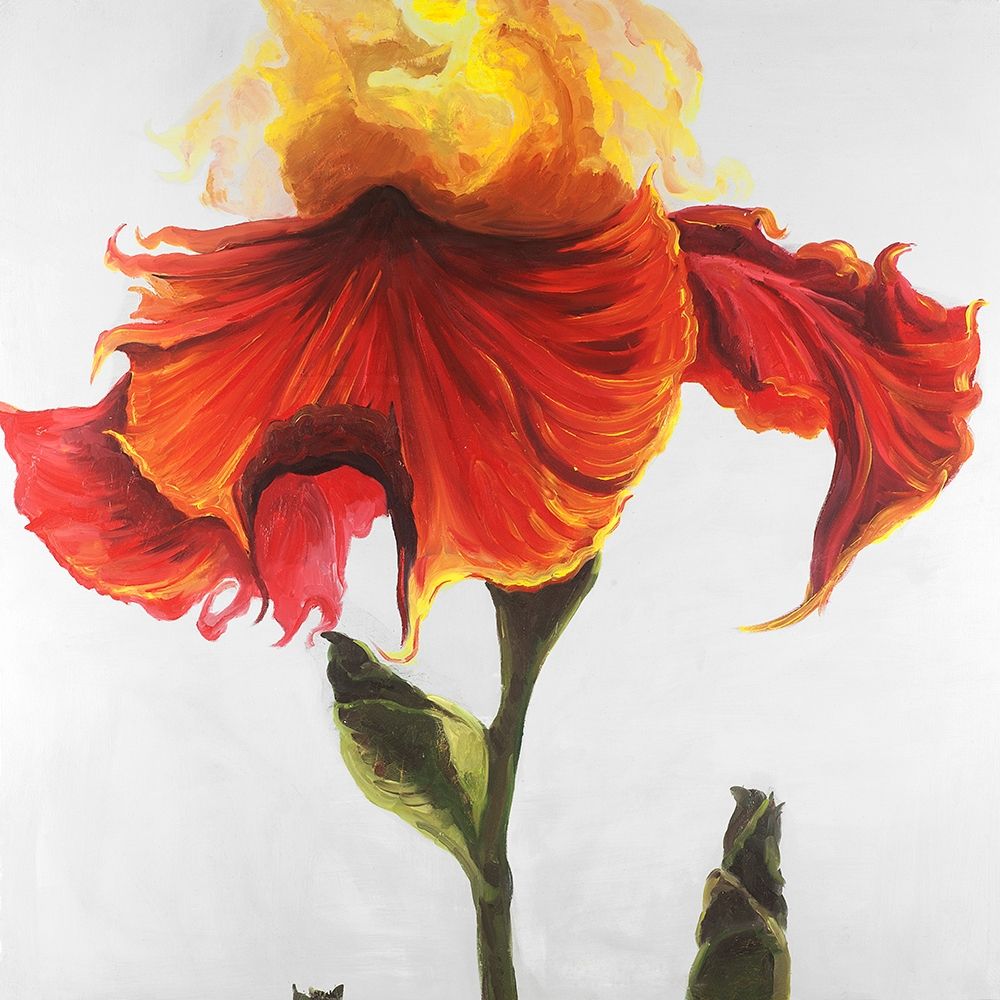 Blossoming Lily Flower art print by Atelier B Art Studio for $57.95 CAD