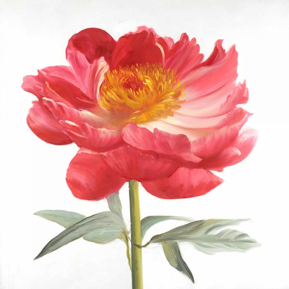 Pink Peony art print by Atelier B Art Studio for $57.95 CAD
