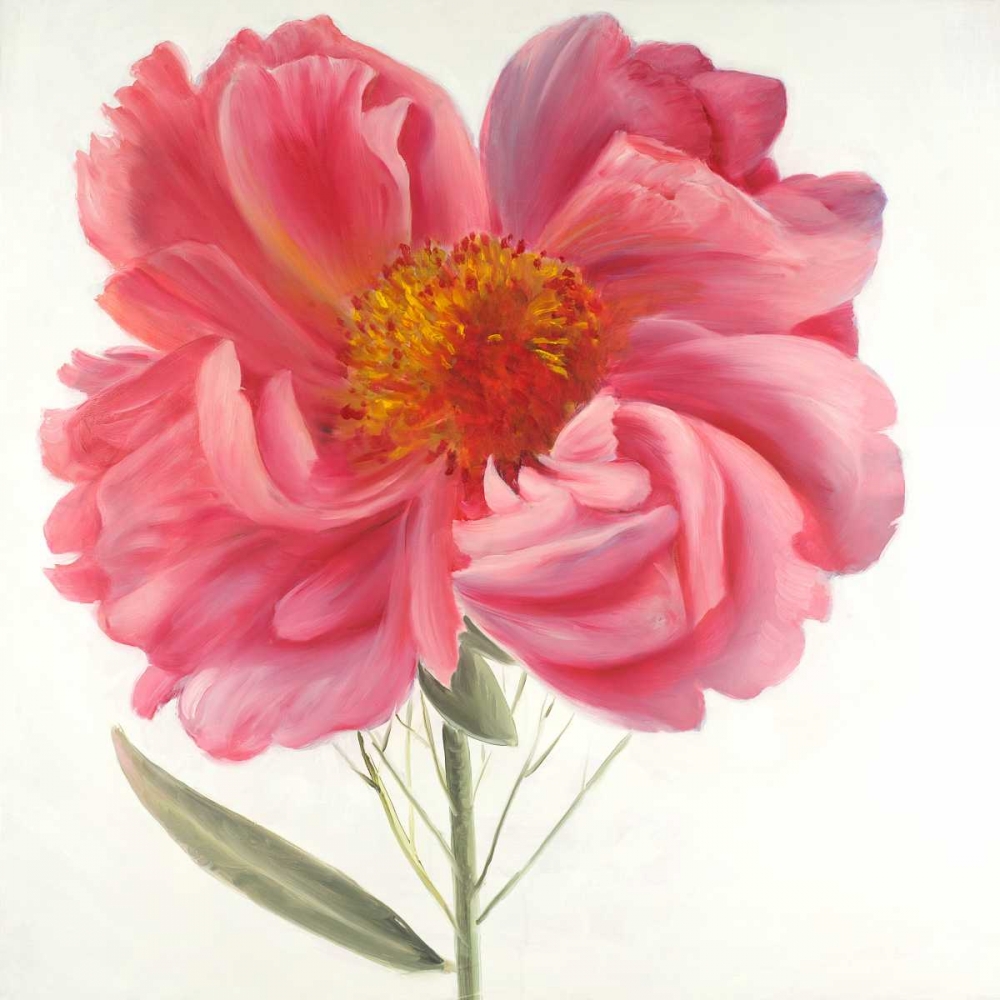 Pink Peony Flower art print by Atelier B Art Studio for $57.95 CAD