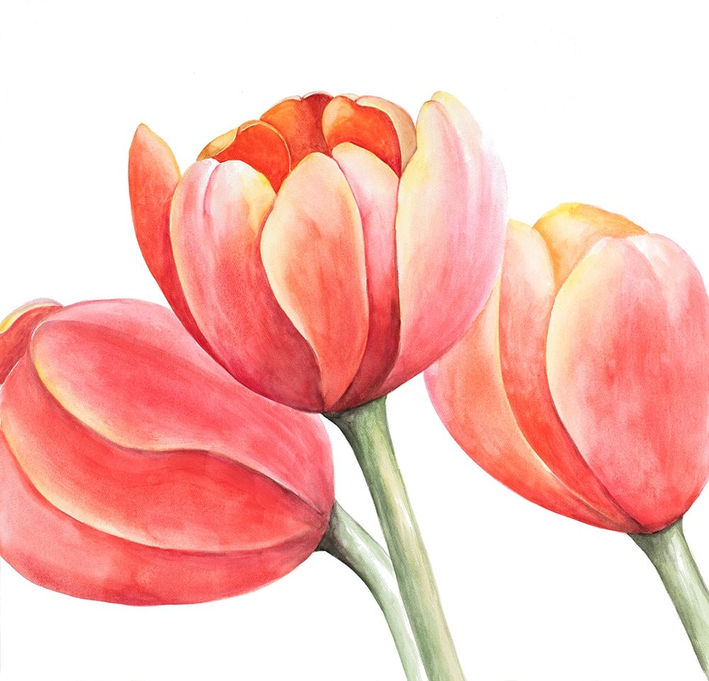 THREE TULIPS CLOSEUP art print by Atelier B Art Studio for $57.95 CAD