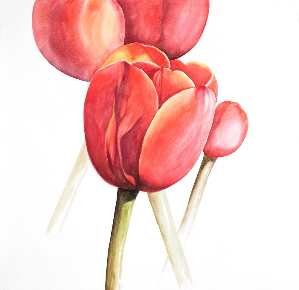BLOSSOMING TULIPS CLOSEUP art print by Atelier B Art Studio for $57.95 CAD