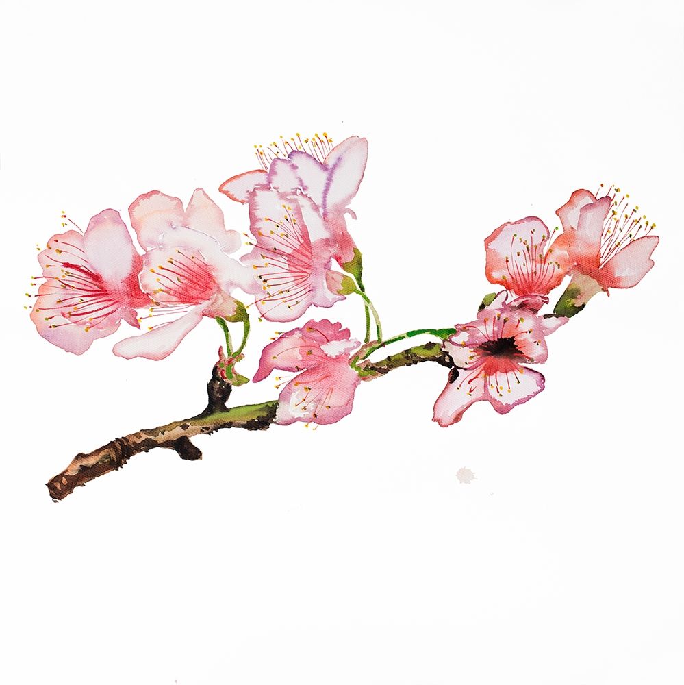 BRANCH OF CHERRY BLOSSOM art print by Atelier B Art Studio for $57.95 CAD