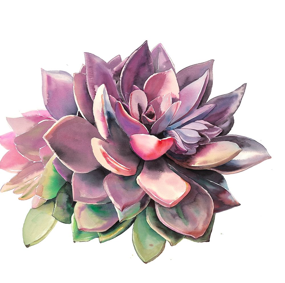 SUCCULENT art print by Atelier B Art Studio for $57.95 CAD
