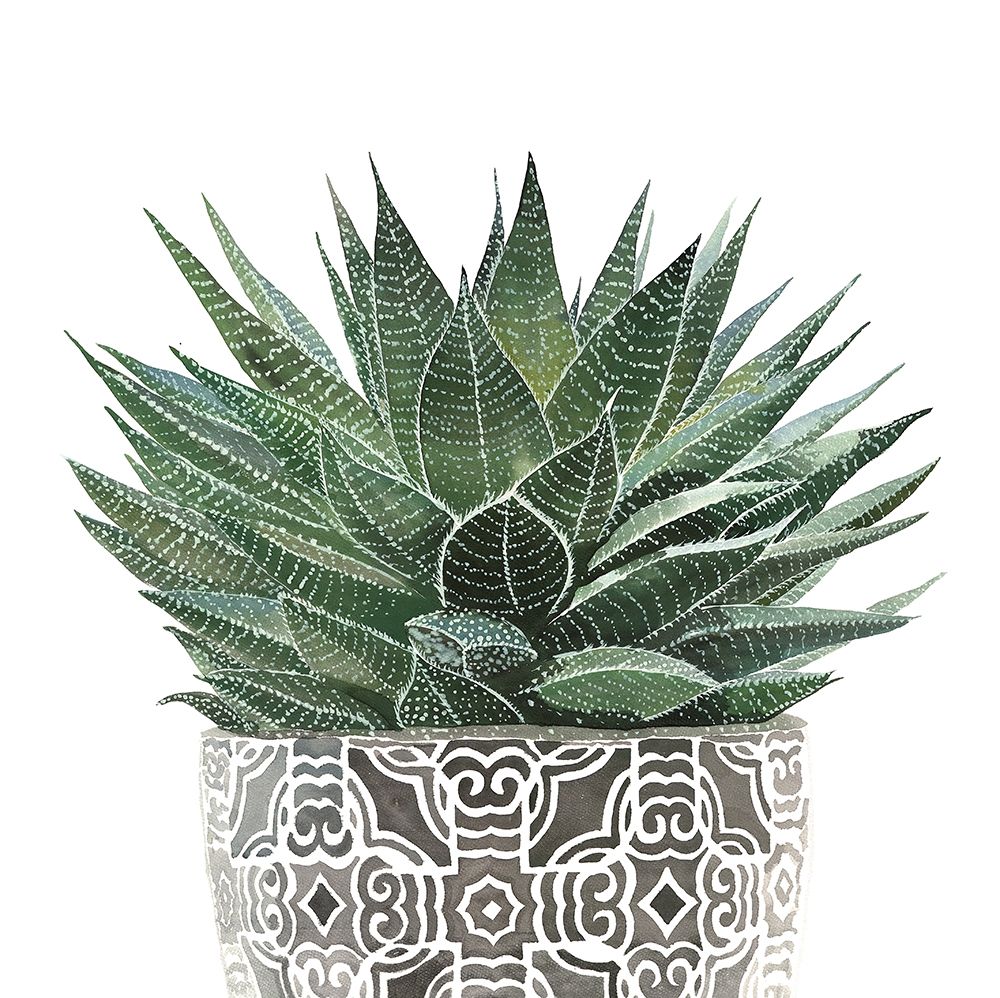 ZEBRA PLANT SUCCULENT art print by Atelier B Art Studio for $57.95 CAD