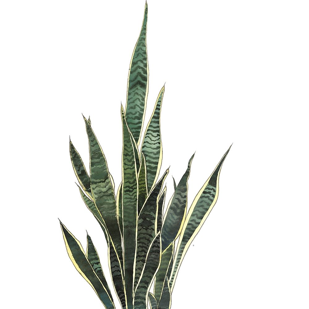 SNAKE PLANT art print by Atelier B Art Studio for $57.95 CAD