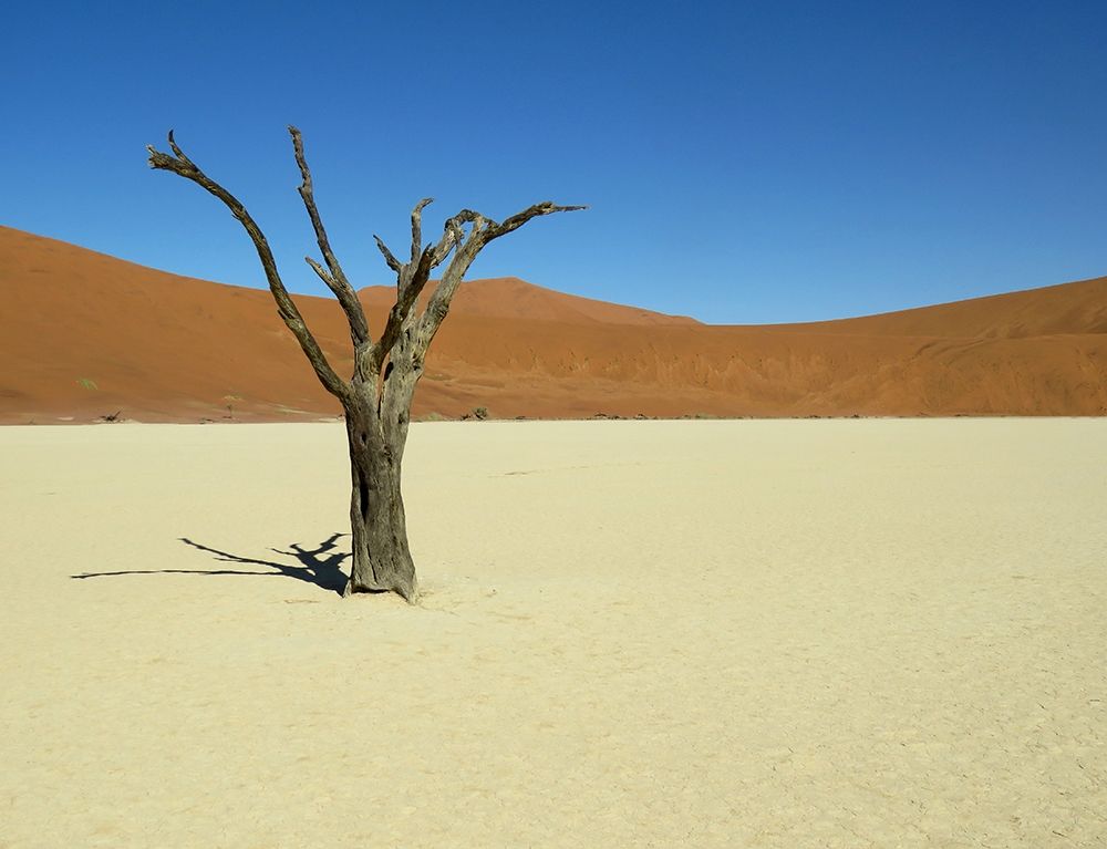 Sand Dunes Dry tree desert art print by Archivio for $57.95 CAD